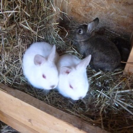 Willa Maja Guhrow Zewnętrze zdjęcie