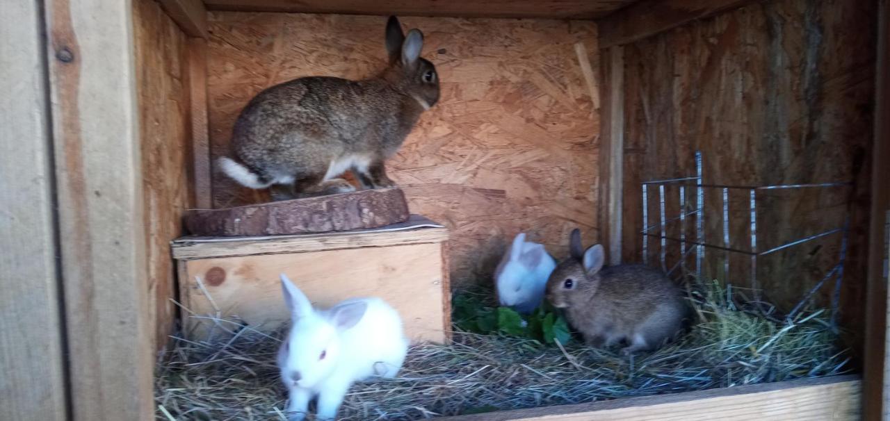 Willa Maja Guhrow Zewnętrze zdjęcie